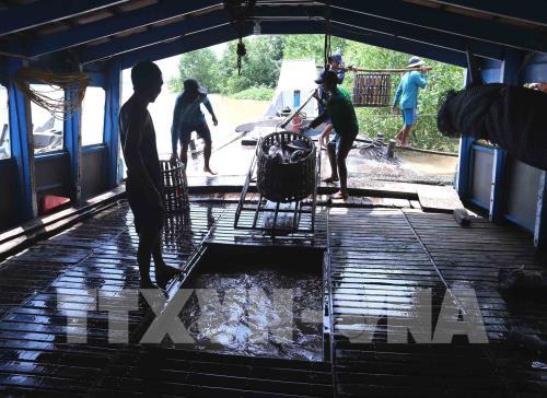 Cần Thơ quy hoạch phát triển nuôi thủy sản ứng phó biến đổi khí hậu