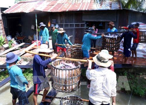 Cần Thơ quy hoạch phát triển nuôi thủy sản ứng phó biến đổi khí hậu