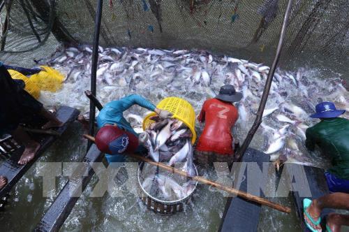 Cần Thơ quy hoạch phát triển nuôi thủy sản ứng phó biến đổi khí hậu