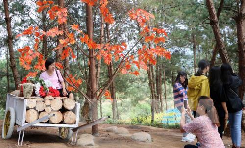 Hàng nghìn du khách đến tham quan Khu Du lịch sinh thái Đồi Thông