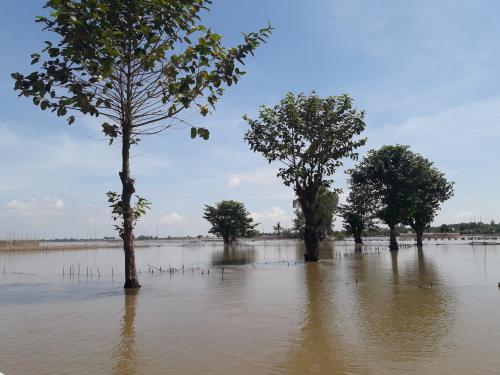 An Giang mùa nước nổi níu chân du khách