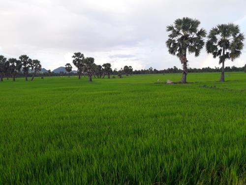 An Giang mùa nước nổi níu chân du khách