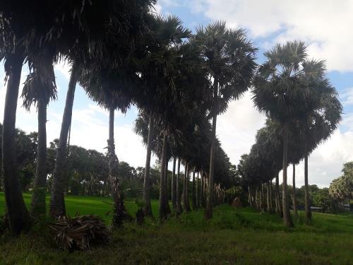 An Giang mùa nước nổi níu chân du khách