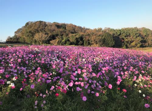 Những điểm tham quan hút hồn khách du lịch khi đến vùng Kansai Nhật Bản