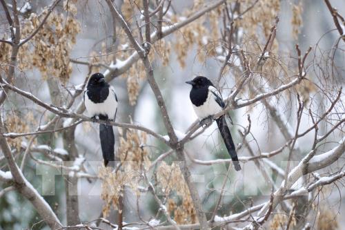 Phong cảnh tuyết rơi tại Trung Quốc