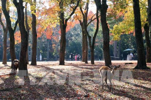 Độc đáo công viên Nara (Nhật Bản)