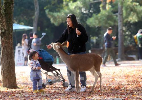 Độc đáo công viên Nara (Nhật Bản)