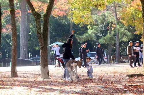 Độc đáo công viên Nara (Nhật Bản)