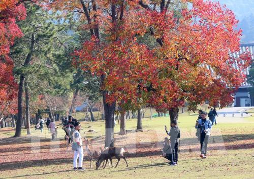 Độc đáo công viên Nara (Nhật Bản)