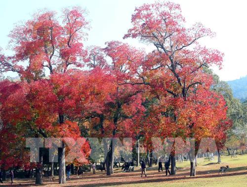 Độc đáo công viên Nara (Nhật Bản)