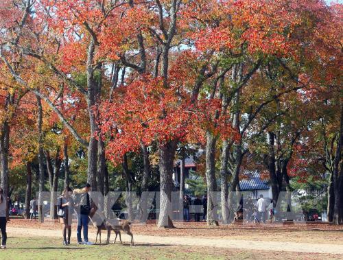 Độc đáo công viên Nara (Nhật Bản)