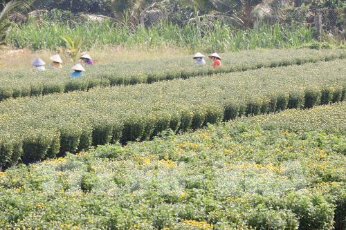 Làng hoa Mỹ Tho nhộn nhịp dịp tết Nguyên đán
