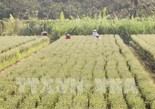 Làng hoa Mỹ Tho nhộn nhịp dịp tết Nguyên đán