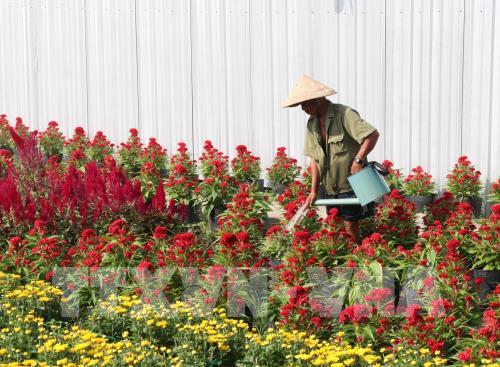 Làng hoa Mỹ Tho nhộn nhịp dịp tết Nguyên đán