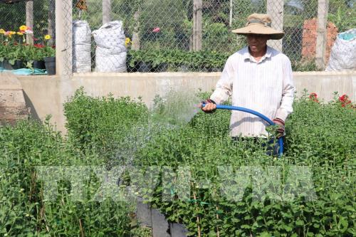 Làng hoa Mỹ Tho nhộn nhịp dịp tết Nguyên đán