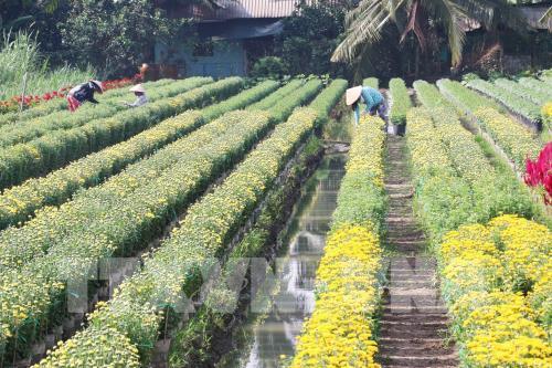 Làng hoa Mỹ Tho nhộn nhịp dịp tết Nguyên đán
