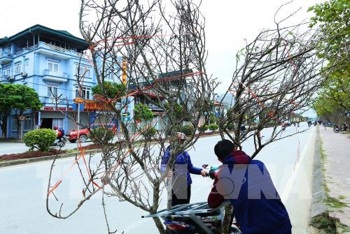 Đào rừng nơi phố núi Mường Thanh