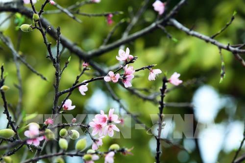 Đào rừng nơi phố núi Mường Thanh