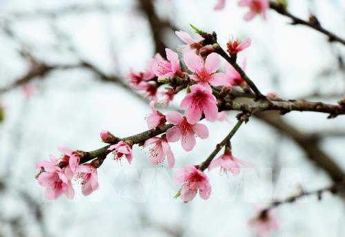 Đào rừng nơi phố núi Mường Thanh