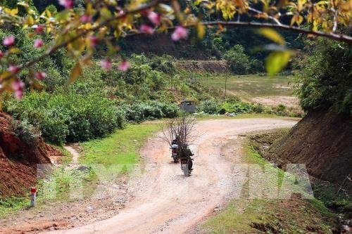 Đào rừng nơi phố núi Mường Thanh