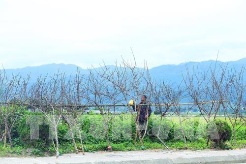 Đào rừng nơi phố núi Mường Thanh