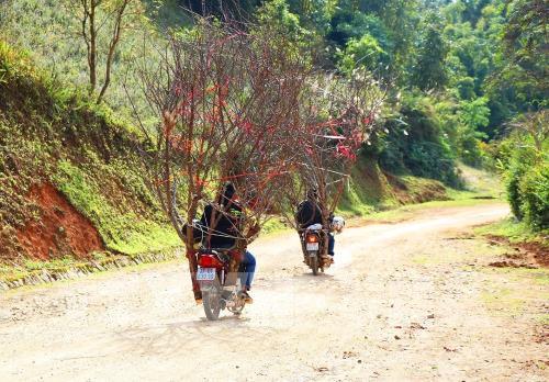 Đào rừng nơi phố núi Mường Thanh