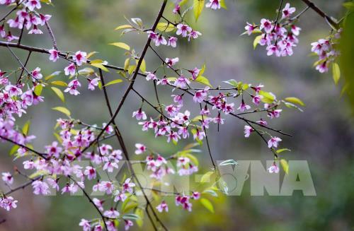 Bản rẻo cao Chiêu Ly vào xuân