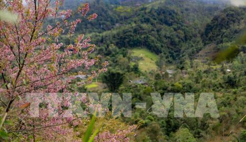 Bản rẻo cao Chiêu Ly vào xuân