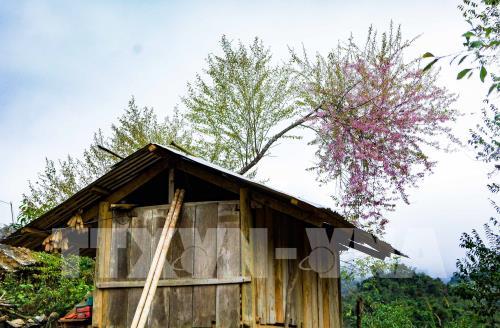 Bản rẻo cao Chiêu Ly vào xuân