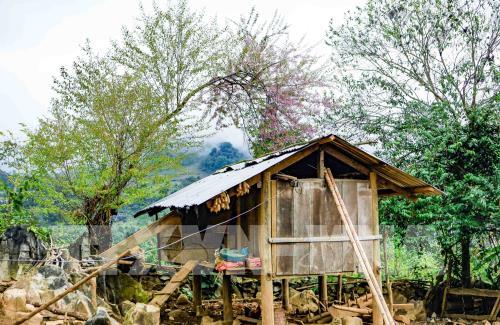 Bản rẻo cao Chiêu Ly vào xuân