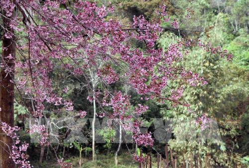 Bản rẻo cao Chiêu Ly vào xuân