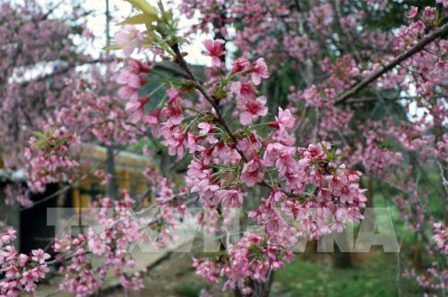 Bản rẻo cao Chiêu Ly vào xuân