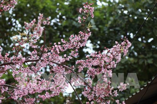 Bản rẻo cao Chiêu Ly vào xuân