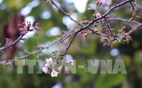 Bản rẻo cao Chiêu Ly vào xuân