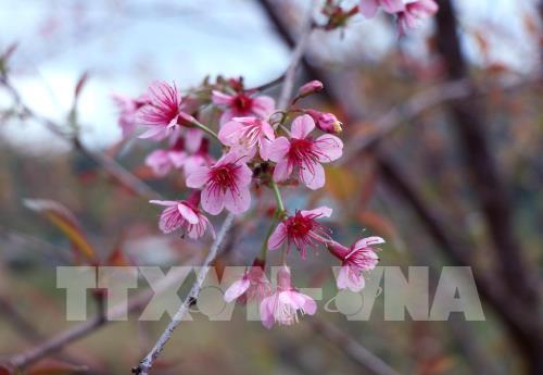Bản rẻo cao Chiêu Ly vào xuân