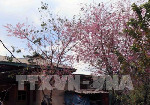 Bản rẻo cao Chiêu Ly vào xuân