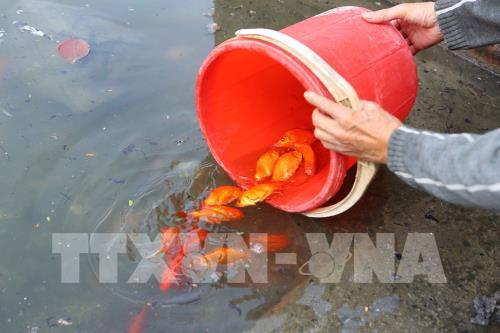 Những hình ảnh về người dân Thủ đô thả cá chép tiễn Táo quân về trời