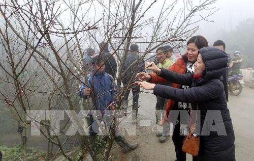 Đào rừng Sa Pa xuống phố 