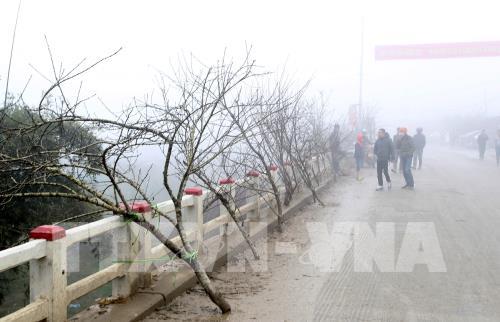 Đào rừng Sa Pa xuống phố 