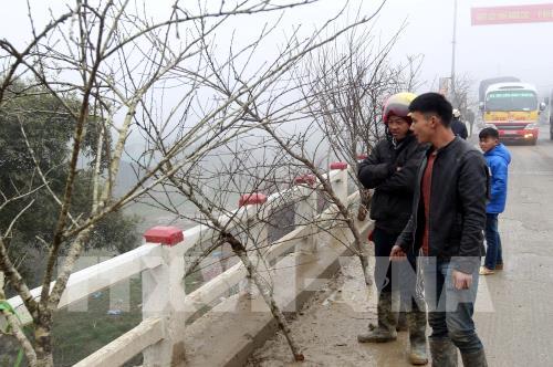 Đào rừng Sa Pa xuống phố 