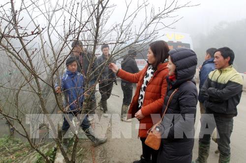 Đào rừng Sa Pa xuống phố 