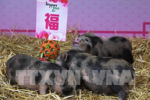 Chào đón Tết Nguyên đán Kỷ Hợi 2019