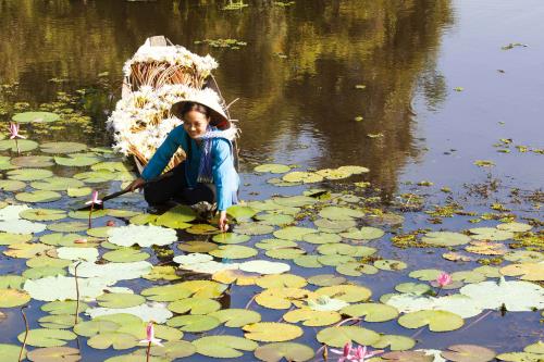 Bông súng- loài hoa mộc mạc nhưng chan chứa hồn quê