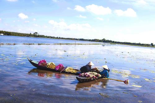 Bông súng- loài hoa mộc mạc nhưng chan chứa hồn quê