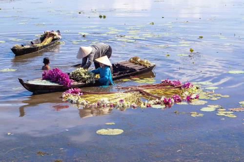 Bông súng- loài hoa mộc mạc nhưng chan chứa hồn quê