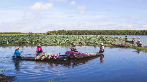 Bông súng- loài hoa mộc mạc nhưng chan chứa hồn quê