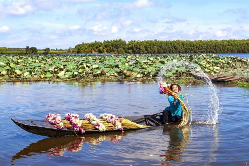 Bông súng- loài hoa mộc mạc nhưng chan chứa hồn quê