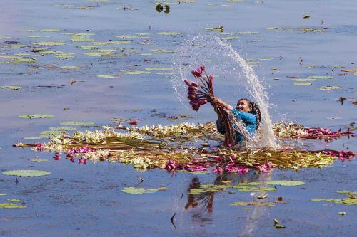 Bông súng- loài hoa mộc mạc nhưng chan chứa hồn quê