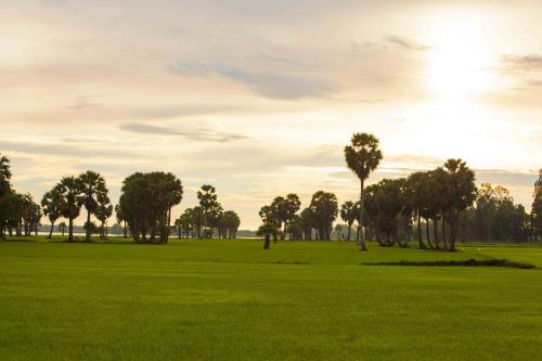 Sắc màu xứ sở thốt nốt