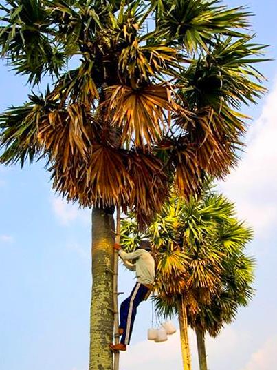 Sắc màu xứ sở thốt nốt